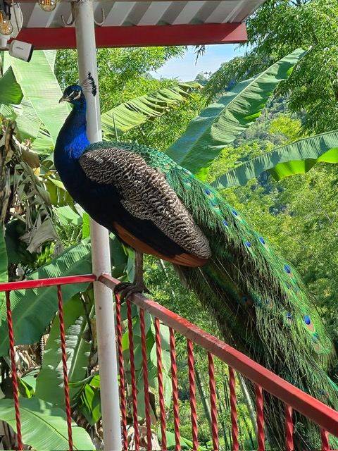 Pavo